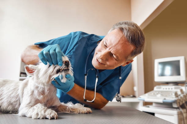 Best Emergency Dentist for Special Needs Patients in Edgewood, TX